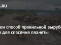 Найден способ правильной вырубки лесов для спасения планеты